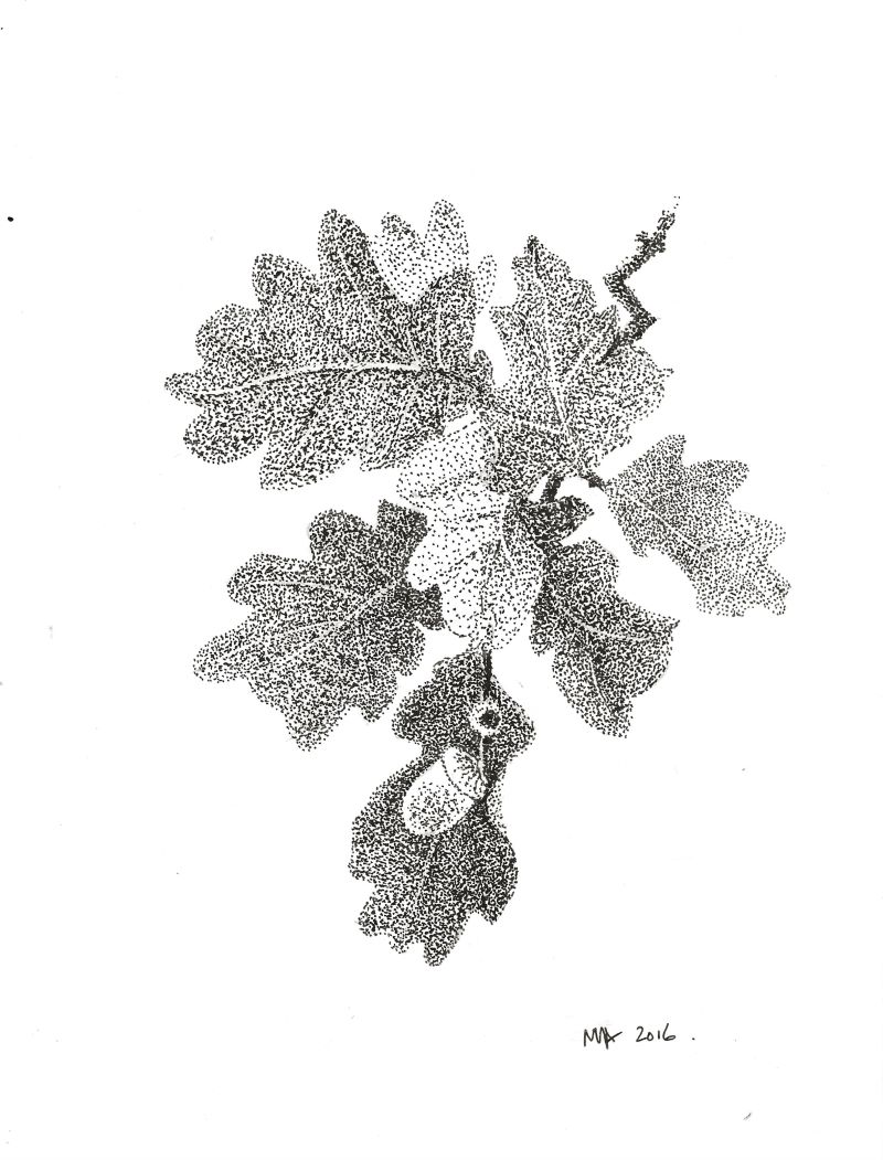Oak leaves stippled drawing